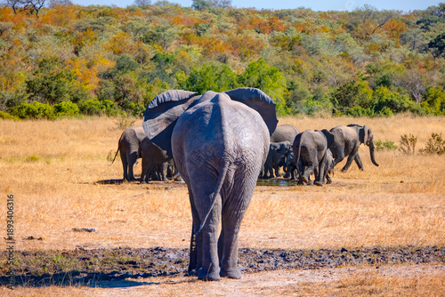 Rear view of African Elephant walking along african savannah with A group of elephant families go to the water's edge for a drink in the background - African elephants standing near lake in Kruger Nat