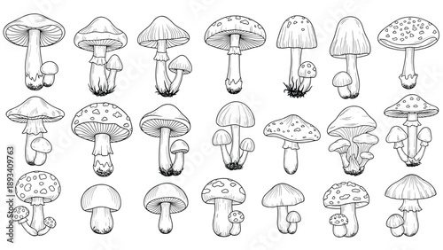 Extensive collection of hand-drawn mushroom sketches in black and white featuring various species and shapes for botanical illustrations.