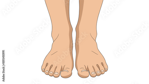 Realistic illustration of a pair of human feet with clear details of the toes and nails seen from the front view.