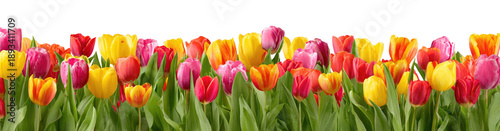Vibrant tulips in various colors (2)
