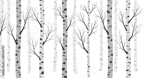 Black and white birch tree forest pattern with thin trunks and delicate branches for modern natural interior design wallpaper.