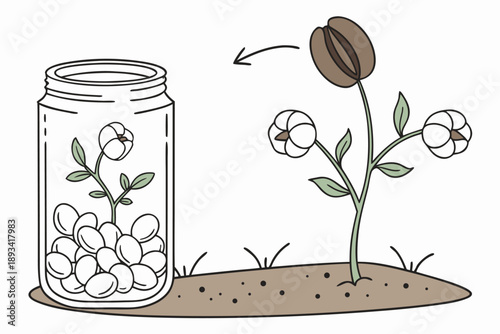 Vector illustration of cotton plant lifecycle showing harvest and seeds in a jar. agricultural concept design for cultivation process and natural product.