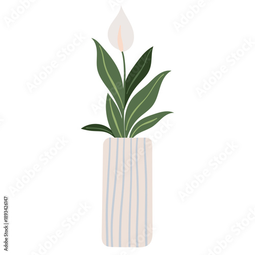 Peace Lily Houseplant in Tall Decorative Pot. Hand drawn Flat Vector Illustration