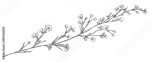 a hand-drawn, vector illustration of an isolated long branch with tiny flowers on it. the drawing is done in black ink against the white background,