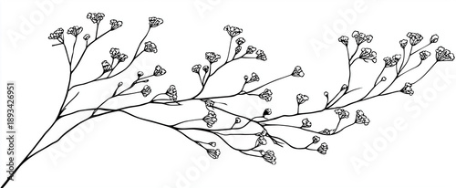 a hand-drawn, vector illustration of an isolated long branch with tiny flowers on it. the drawing is done in black ink against the white background,