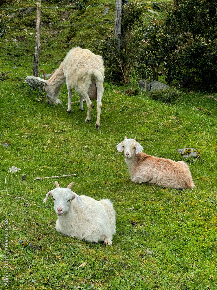 Obraz premium Young goats resting and grazing on green meadow in rural countryside. Cute farm animals in natural environment, peaceful pastoral scene with no people.