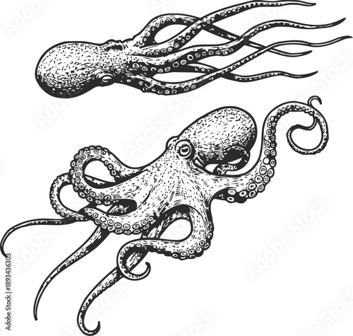 Detailed black and white hand drawn octopus illustrations showing tentacles and suction cups in vintage