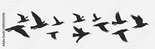 фотографія silhouettes of various birds in flight against a light