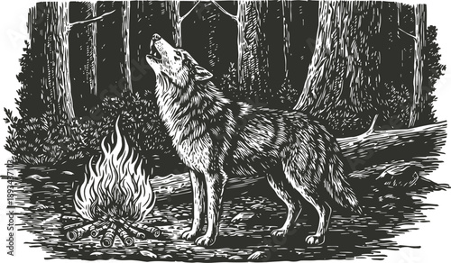 Howling wolf near campfire in forest at night wildlife animal, nocturnal nature scene, wild predator, outdoor wilderness illustration