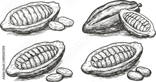 Hand drawn cacao pods and beans set vintage cocoa fruit sketches with seeds inside natural organic tropical ingredient collection