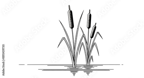 Cattails standing tall in water illustration.