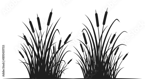 Cattails Silhouette against White Background.