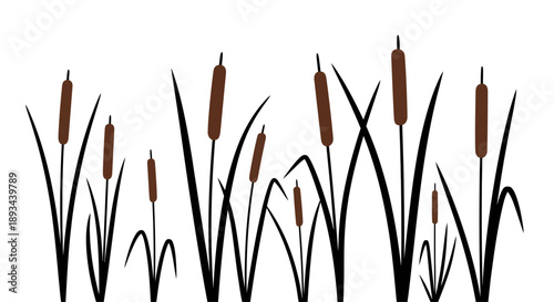 Cattails Silhouetted Against White Background.