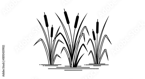 Cattails illustration black and white drawing.
