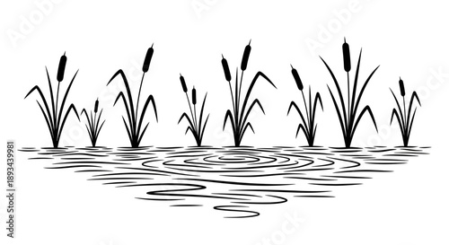 Black Silhouette of Cattails in Water.