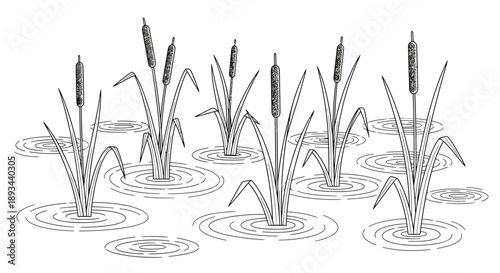 Cattails Growing in Water Illustration.