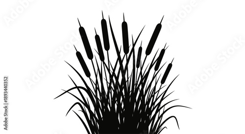 Cattails Silhouette Against White Background.