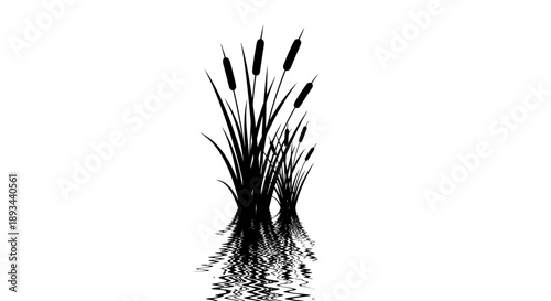 Cattails Standing in Water with Reflection.