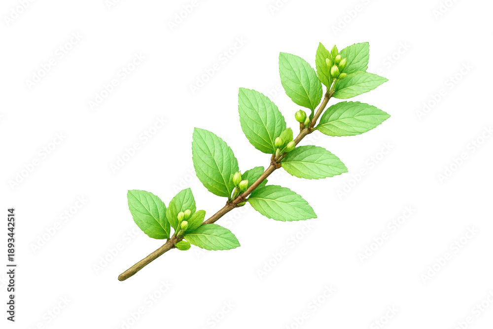 Fototapeta premium Green plant branch with fresh new leaves and budding flowers emerging on transparent background