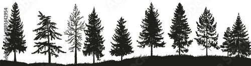 silhouetted pine trees create a striking contrast against