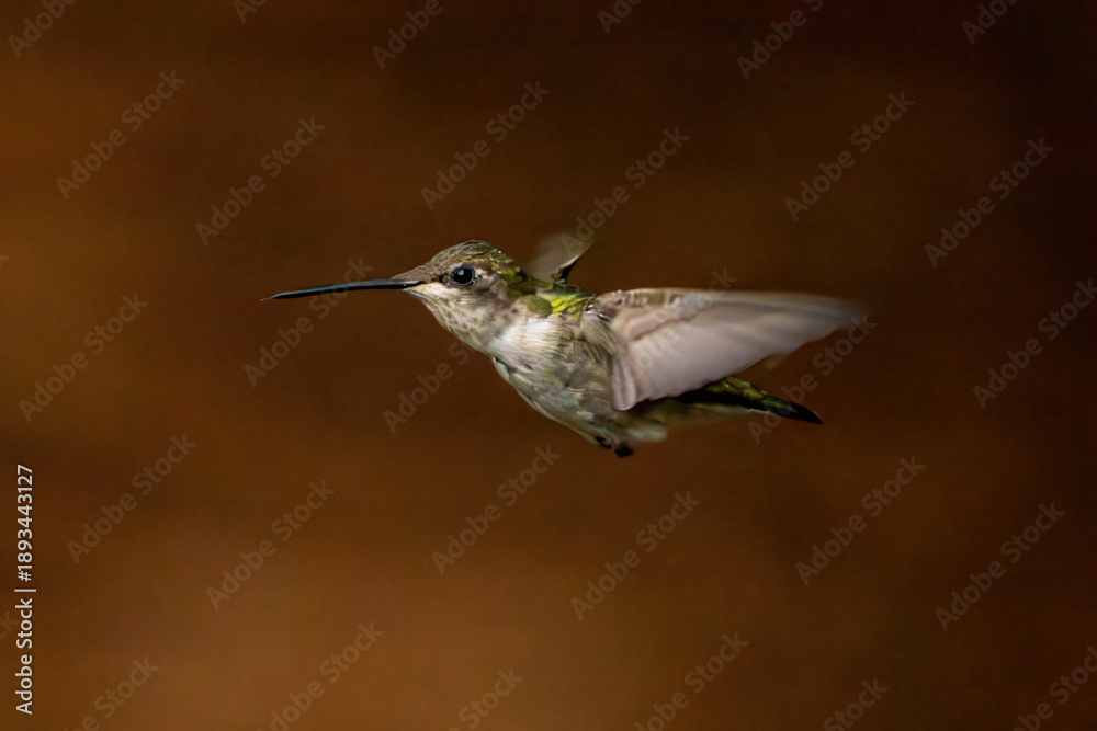 Fototapeta premium hummingbird in flight