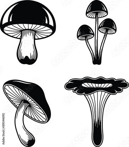Collection of illustrated mushrooms, showcasing diverse shapes and sizes, with a classic, vintage aesthetic