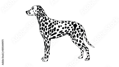 a black and white dalmatian dog illustration side profile detailed silhouette