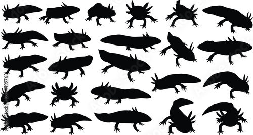 Axolotl salamander silhouette collection, amphibian animal poses black vector illustration set isolated on white background for wildlife and nature design