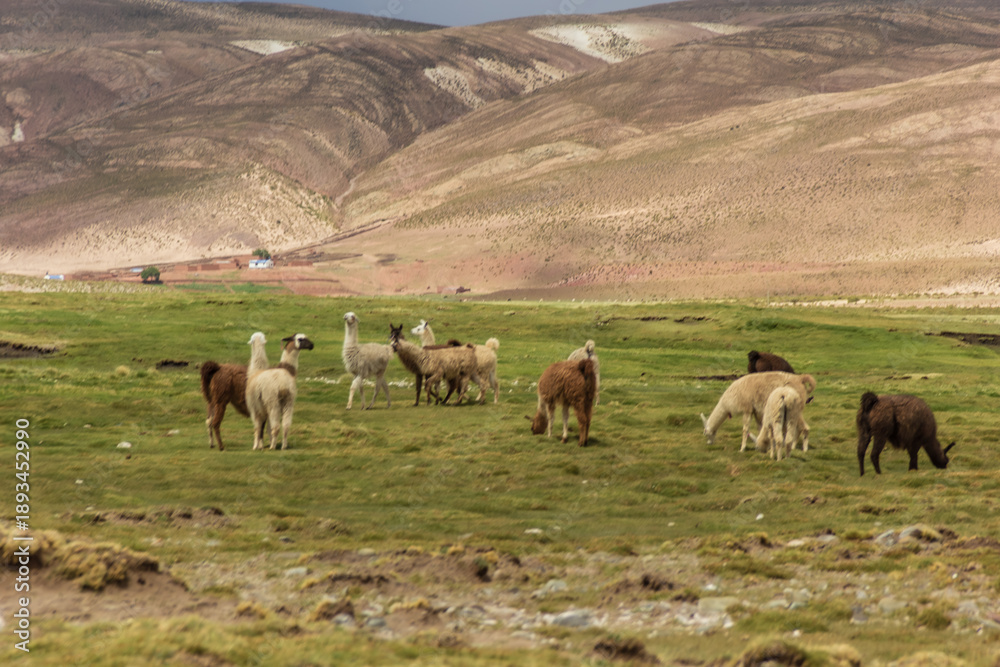 Fototapeta premium Llamas at Tomave - Quijarro, Potosi, Bolivia