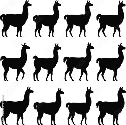 Llama silhouettes collection standing walking poses farm animal shapes isolated black wildlife flat vector illustration design