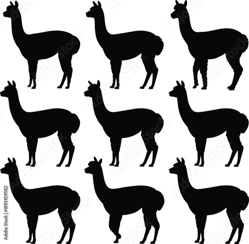 Alpaca and llama silhouettes set, farm livestock animals standing poses, rural agriculture wildlife illustration, isolated black animal figures collection
