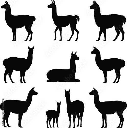 Llama alpaca silhouette set, black animal collection with standing walking resting poses, isolated farm mammal vector illustration