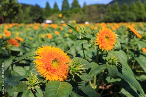 Foto Close-Up of Fluffy Teddy Bear Sunflowers in a Summer Field