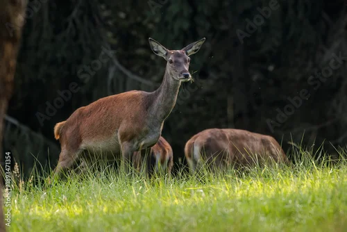 Obraz Rothirsch (Cervus elaphus) Kahlwild