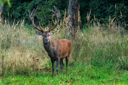 Obraz Rothirsch (Cervus elaphus)