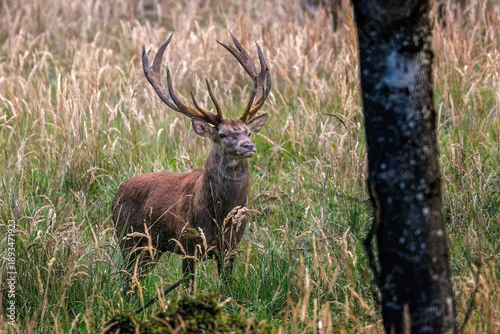 Obraz Rothirsch (Cervus elaphus)
