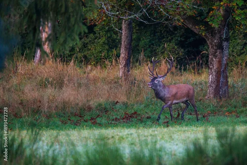 Obraz Rothirsch (Cervus elaphus), ungerader 14-Ender