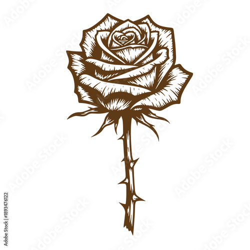 Vintage Grunge texture Brown rose flower with thorns on stem and leaves  isolated on white background