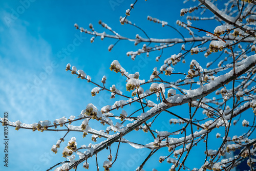 Tree branches are covered with fresh white snow and ice, featuring emerging green spring buds against a vibrant clear blue sky, showing the unique contrast of winter and approaching spring weather