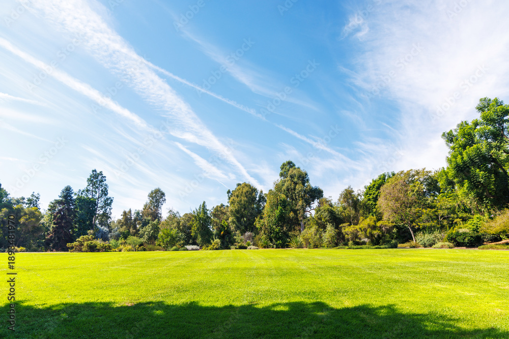 Fototapeta premium A vast green grass meadow stretching towards the horizon with a trees