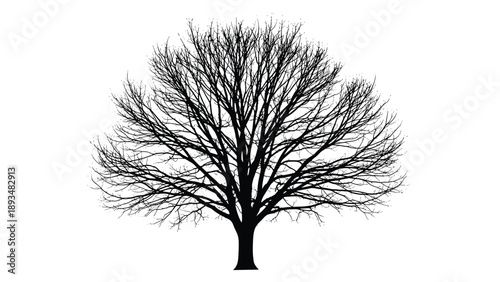 Intricate black silhouette of a large bare tree with many branches against a white background showing a detailed winter or autumn scene.