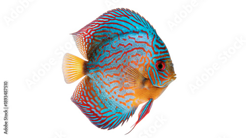 Photography Colorful fish has bright blue and orange patterns swimming isolated on transpare