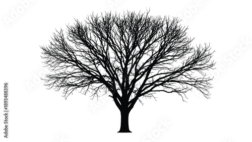 Intricate black silhouette of a large bare tree without leaves is shown against a plain white background for nature design.