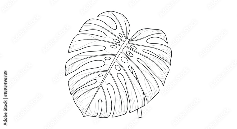 Fototapeta premium Highly detailed black and white line art drawing of a single monstera deliciosa leaf showing intricate veins and characteristic leaf holes.