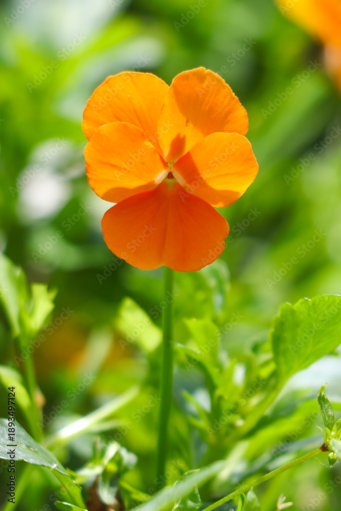 Fototapeta premium A single orange flower is in the foreground of a green background