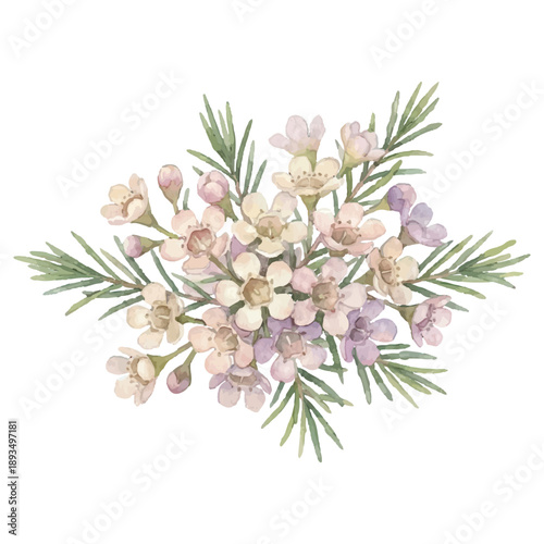 Waxflower Watercolor Botanical Flower Vector Illustration Isolated on White Background
