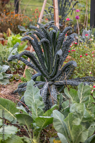 Tuscan kale (black kale) growing in vegetable garden