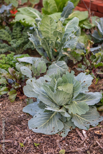 Young cabbage plants growing in mixed vegetable garden bed