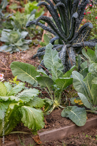Mixed vegetable garden bed with cabbage and kale plants