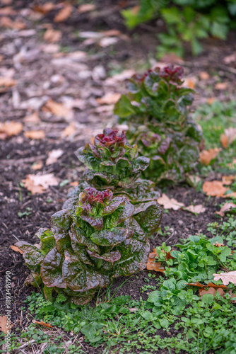 Red lettuce growing in garden bed – fresh organic salad